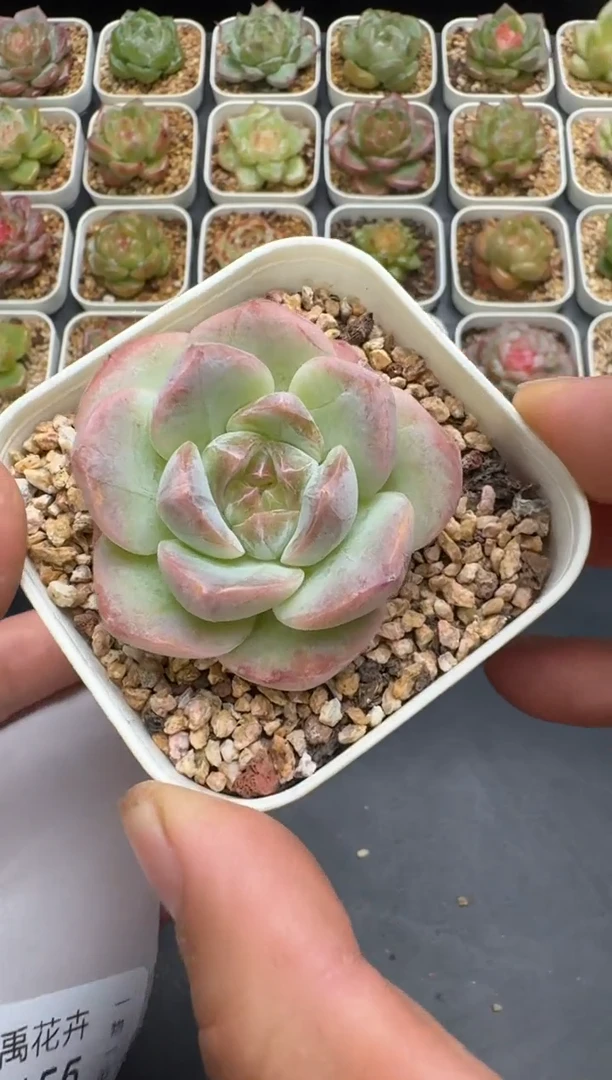 154G云禹多肉植物 脱土纸巾打包 3颗包邮