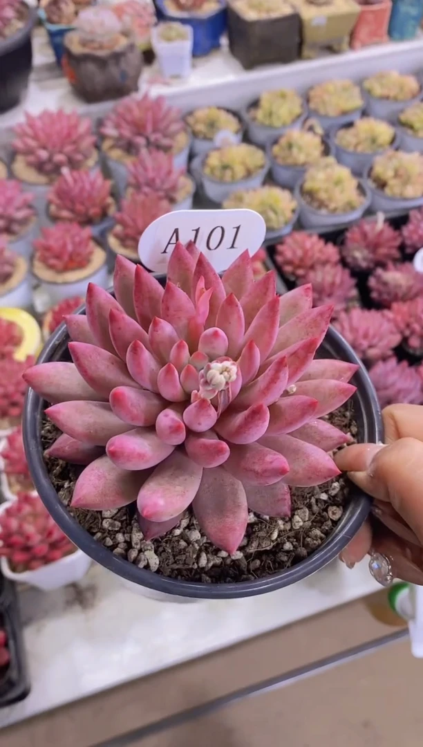 【闪购商品】A101-虞美人母本脱土发