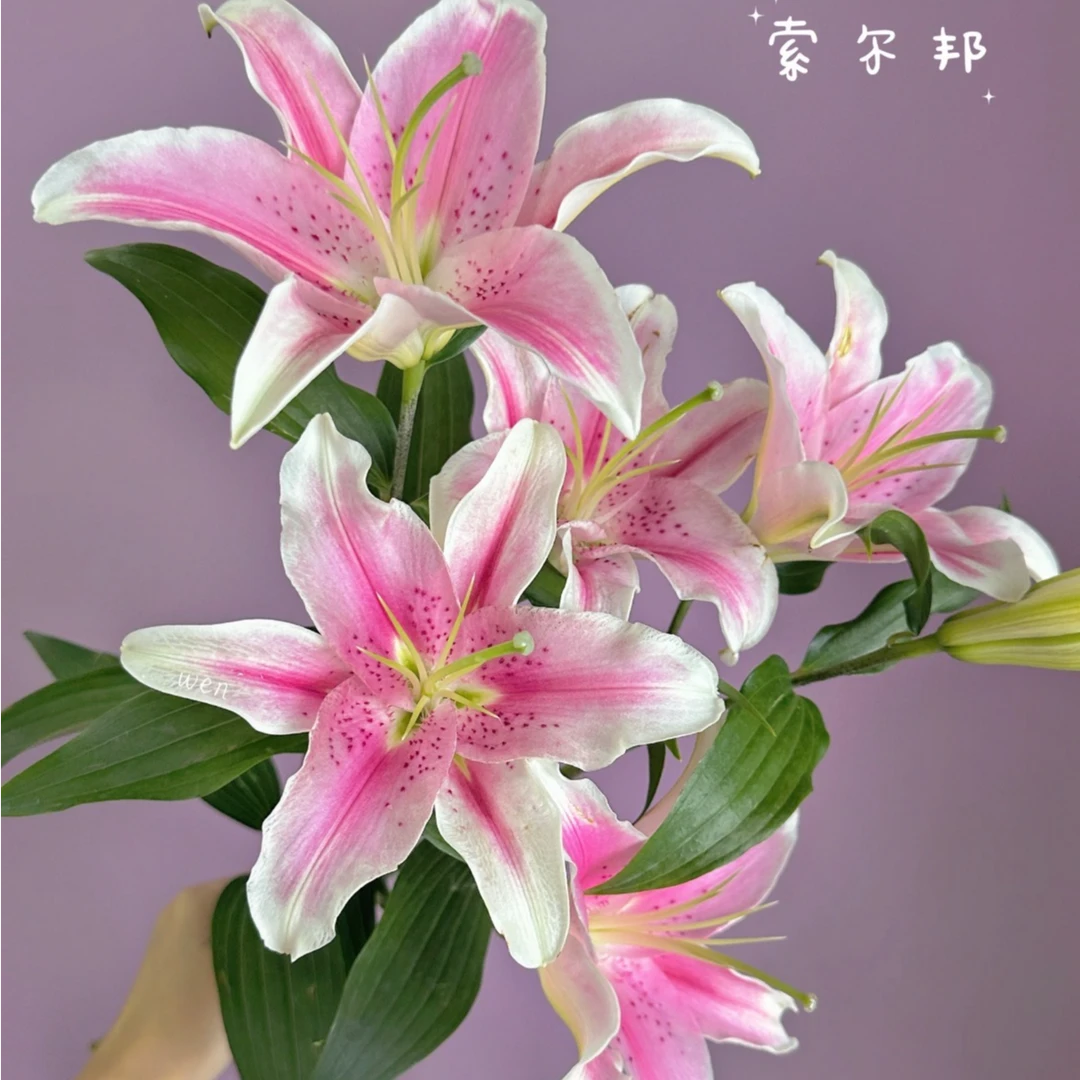 【香水粉百合 双头】常州家居鲜花批发直播 两单顺丰三单花瓶江浙沪皖次日达