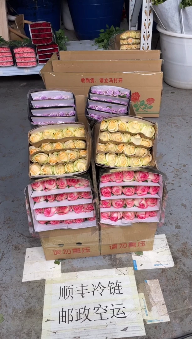 艾沙20枝+香槟20枝+海洋之歌20枝