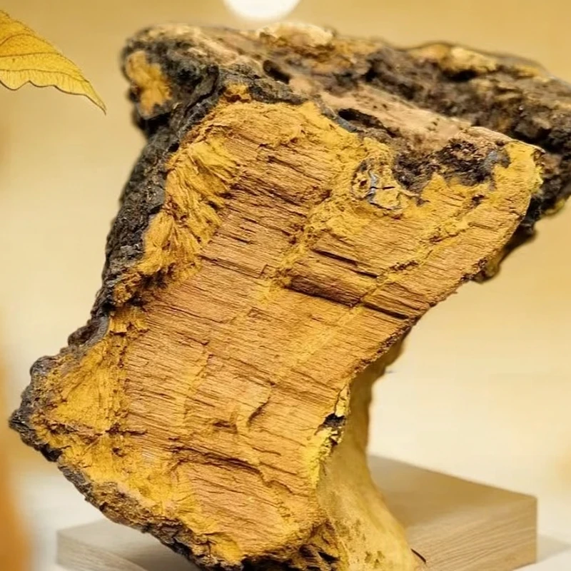 尼泊尔【桑黄】（高海拔）珍藏大山专属