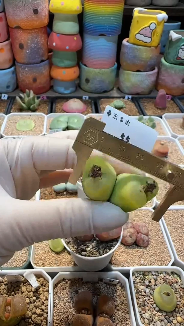 【闪购商品】25.1.17-55