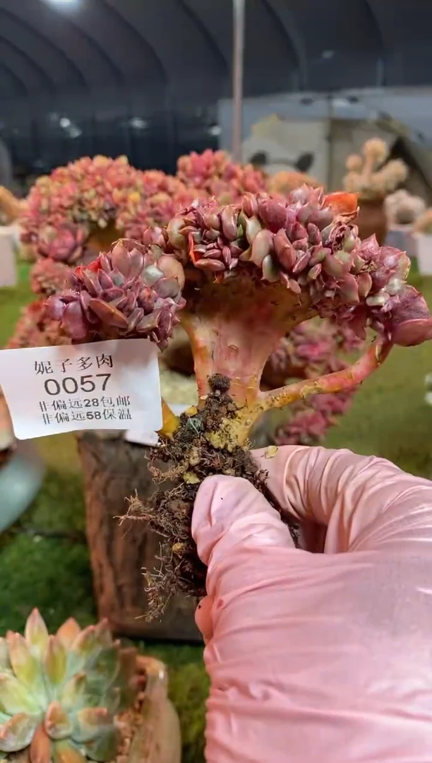 【闪购商品】0057a