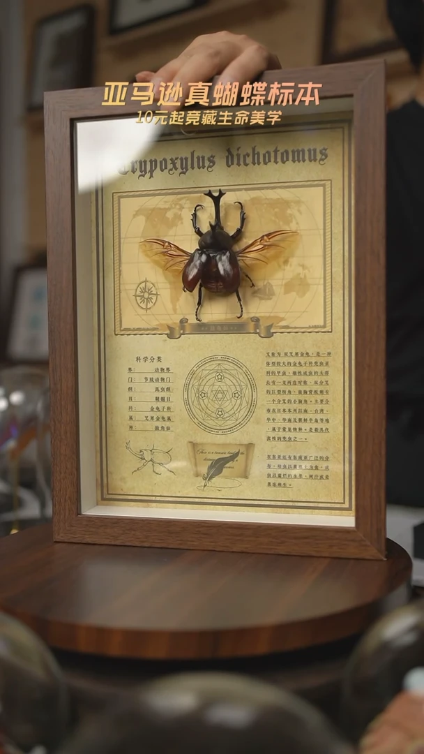 有机玻璃独角仙展翅A4