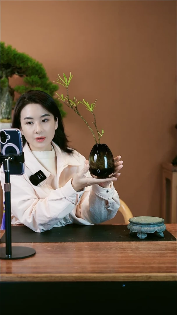 【闪购商品】盆景栀子花