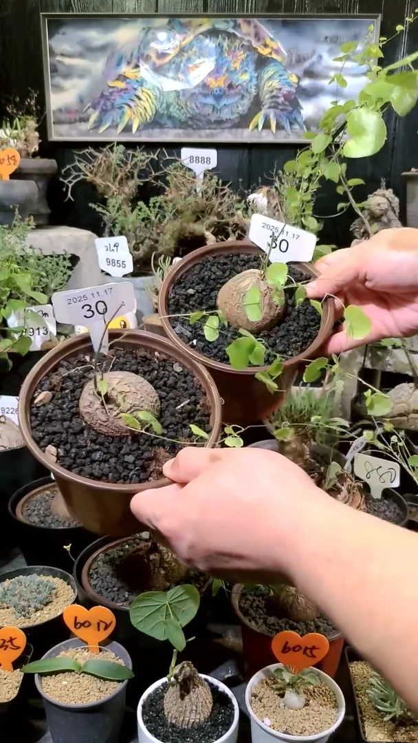 30号1117福利南非龟甲龙买一送一