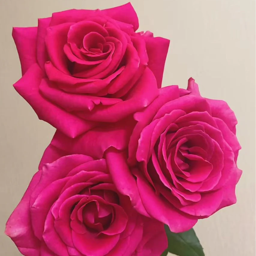 【噗噗花舍】弗洛伊德玫瑰 10枝