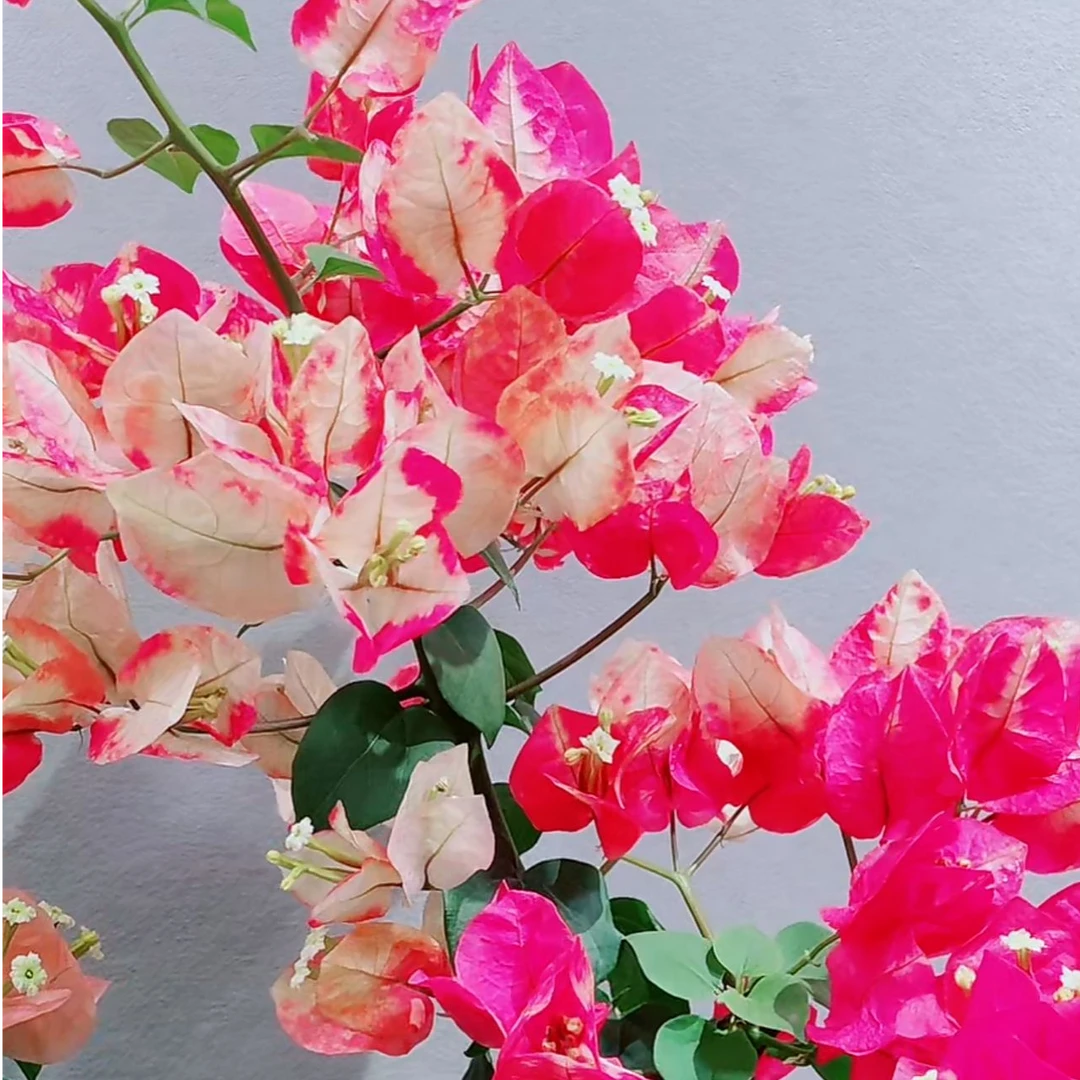 【哪吒】重瓣三角梅盆栽树苗爬藤耐寒阳台三角梅花苗四季开花