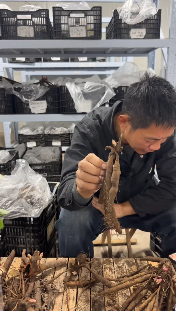 刘39.9   刘  贝尔