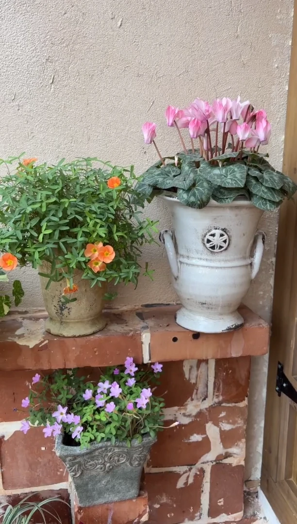 口径18手拉双耳奖杯花盆开播福利