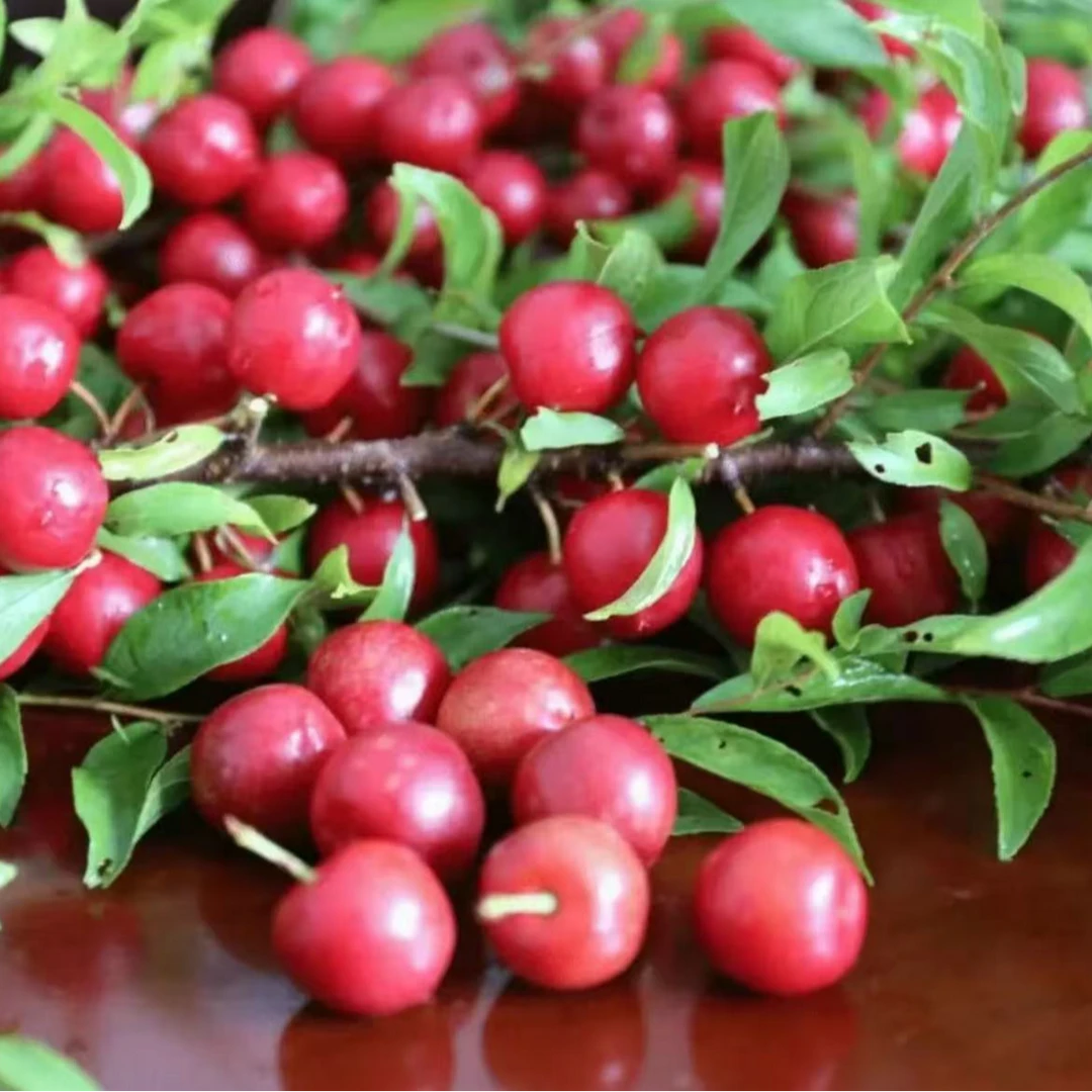 【欧李钙果种子】家庭阳台四季种植盆栽