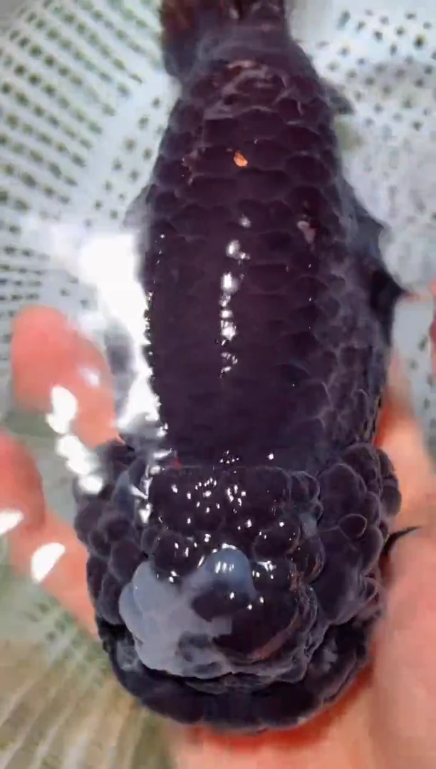 金鱼（运费自理，马印灯照射）福州追鱼兰寿金鱼