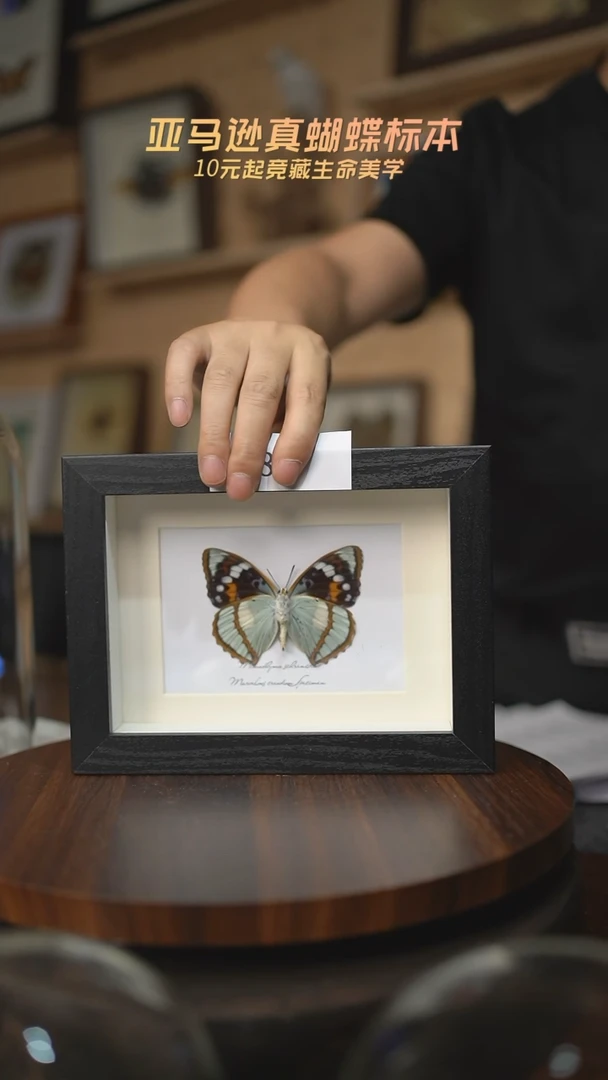 有机玻璃1****）蝴蝶标本H87