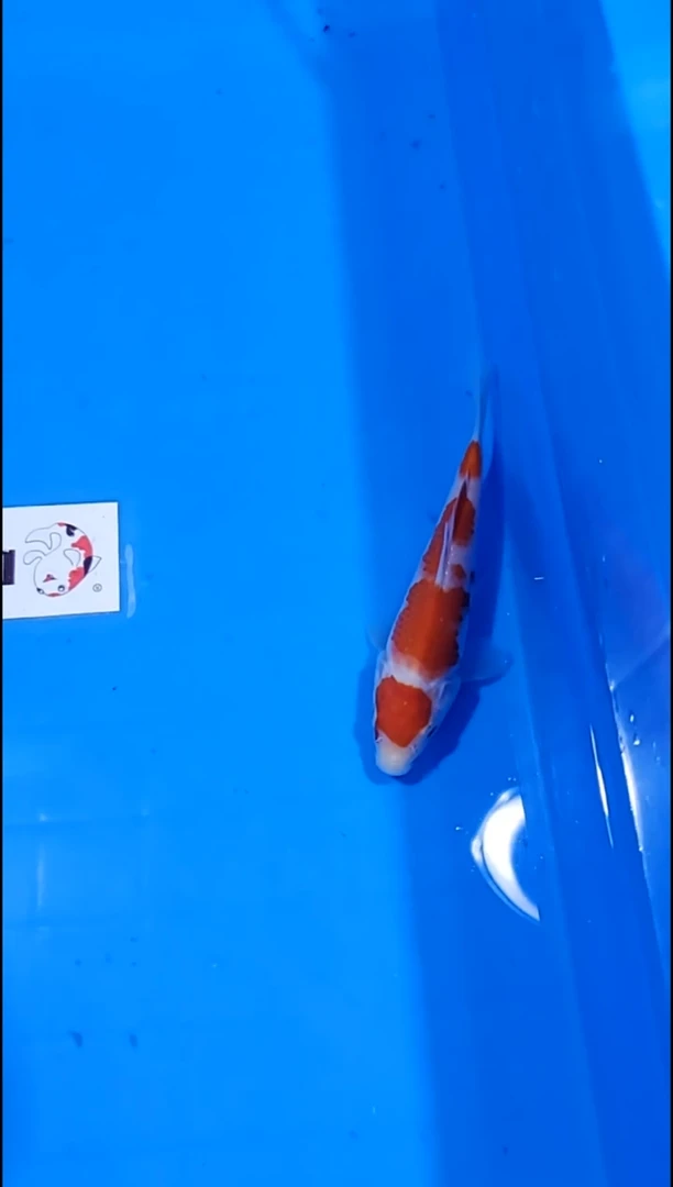 锦鲤【251214-35】红白 14公分 不详 寄养至26年5月