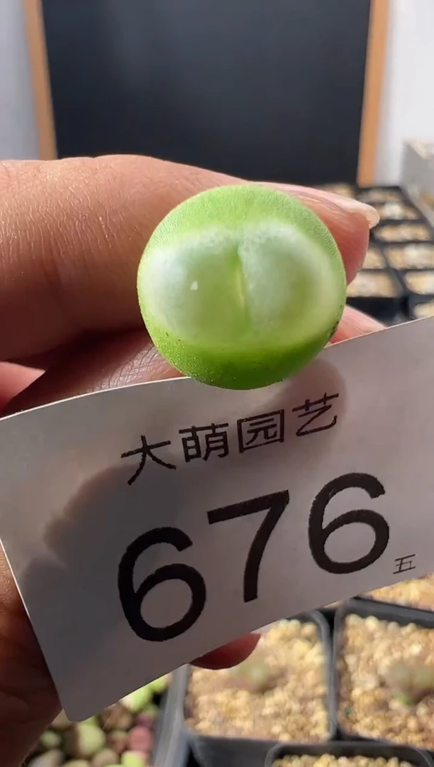 一物一拍           --676