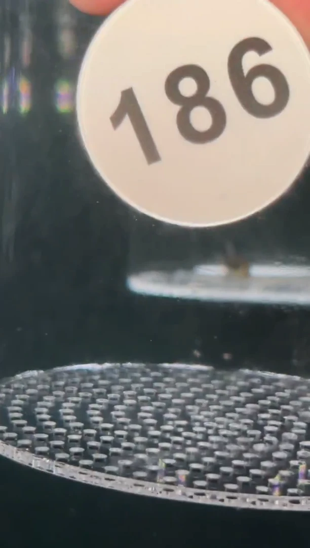 灯科鱼兔****人【186】白金血红魔鬼