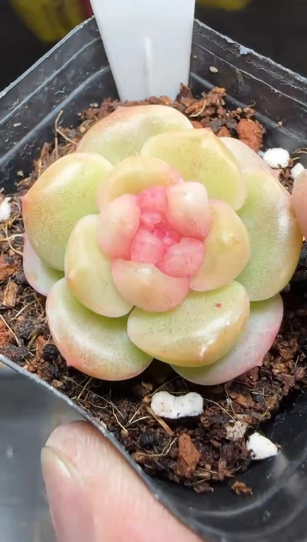 【闪购商品】一物一拍0217—98