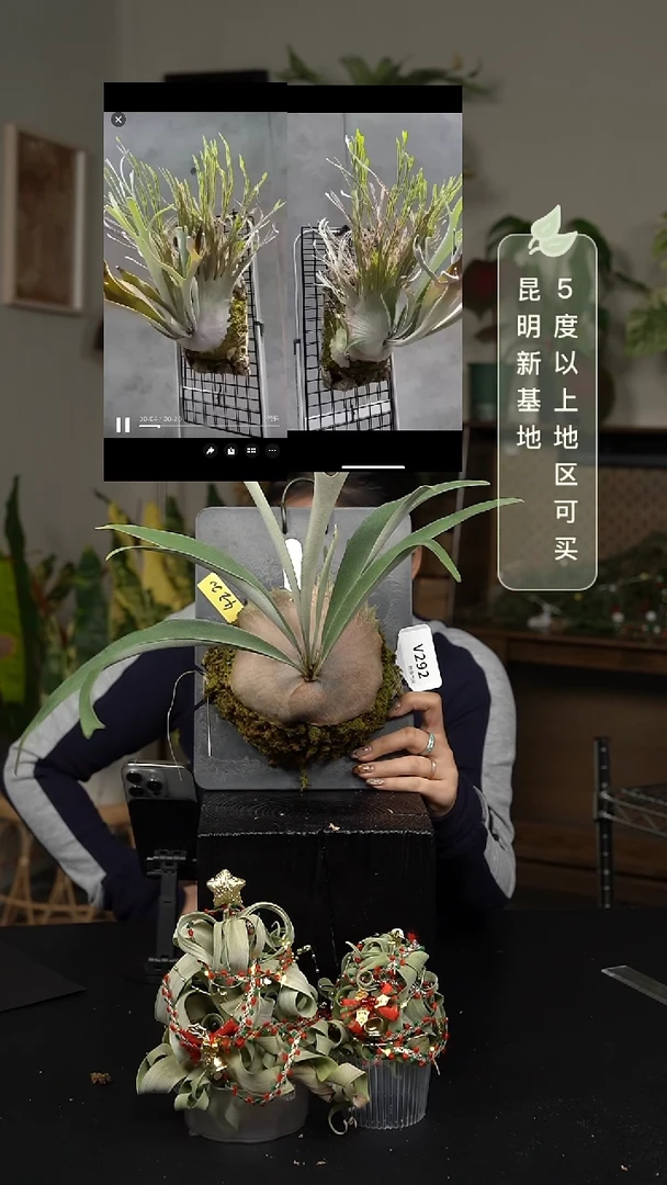 不开花植物V292-D1 AR侧芽