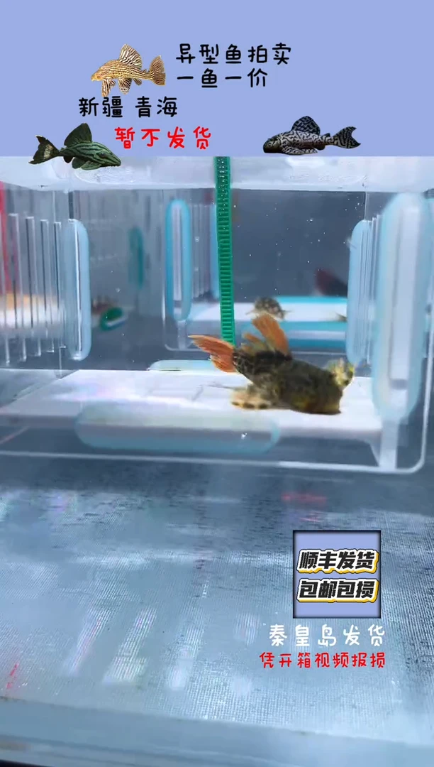 清道夫5不包入缸损71