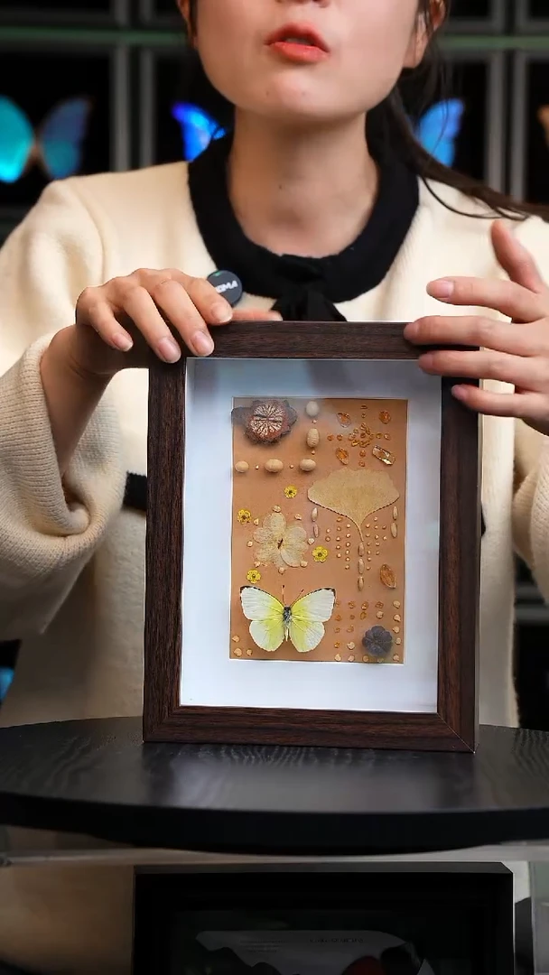 蝴蝶标本摆件竞拍H381