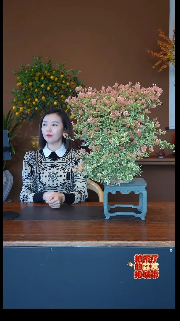 全部花朵少女心盆景盆景