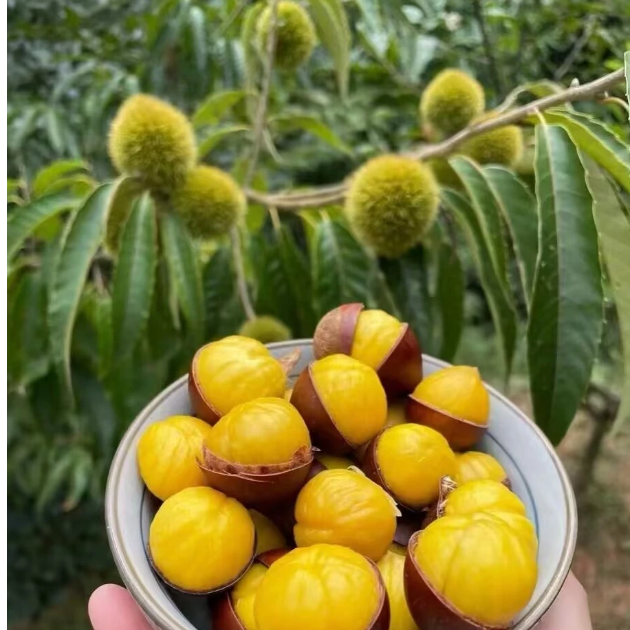 板栗树苗嫁接地栽盆栽南方北方四季种植大红袍板栗苗八月红果树