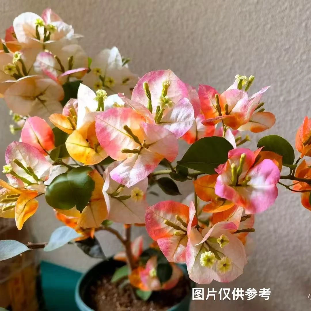 8【凤凰】【包对版】三角梅四季开花爬藤飘枝好养护【无售后】