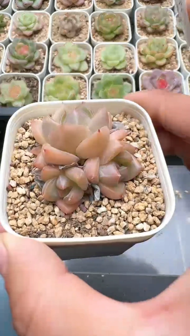 547C云禹多肉植物 带盆土纸巾打包 3颗包邮
