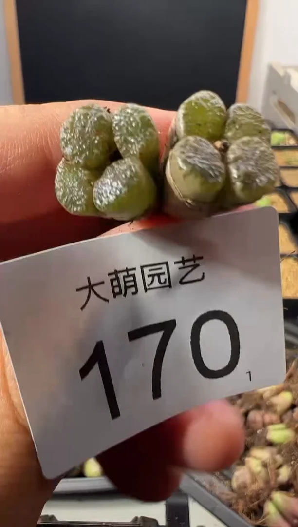 一物一拍         170