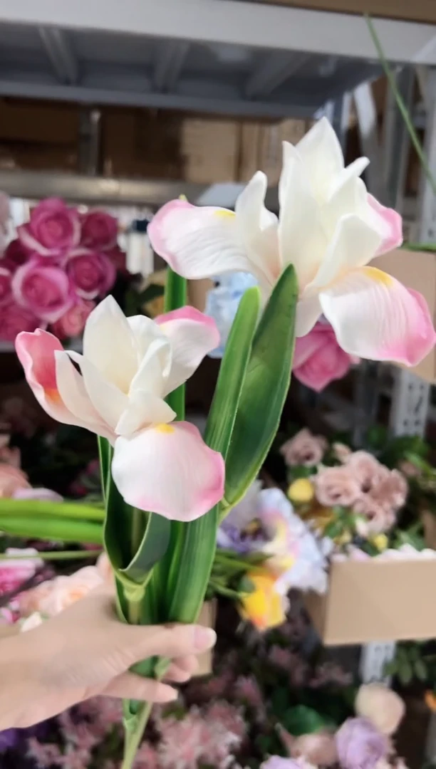 2枝粉色鸢尾花花