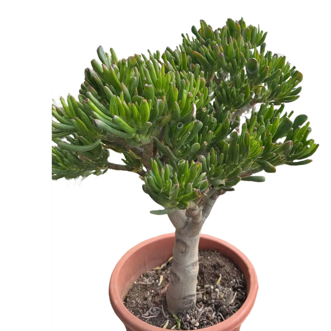 精品多肉绿植   超大号吸财树