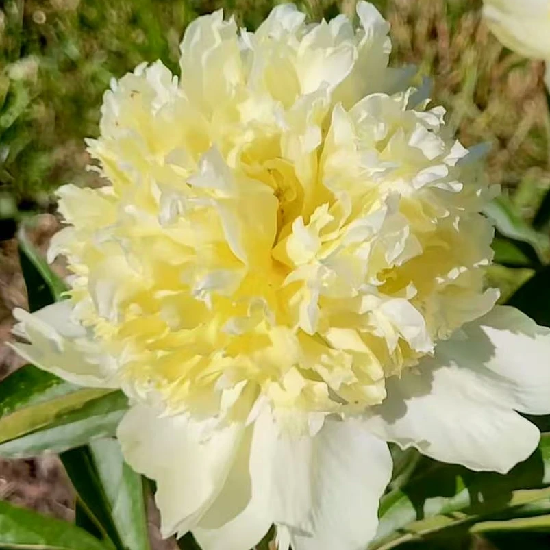 【进口芍药种苗-金凤花】黄色中期 地栽种植 秋季裸根发苗 包对版