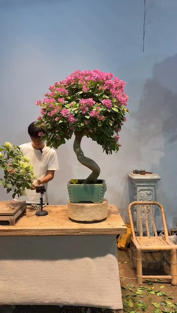 全部花朵樟*投三角梅14