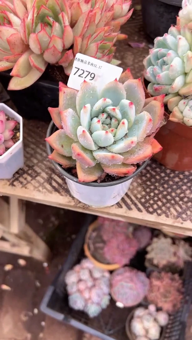 小*拉多肉植物一物一拍17279