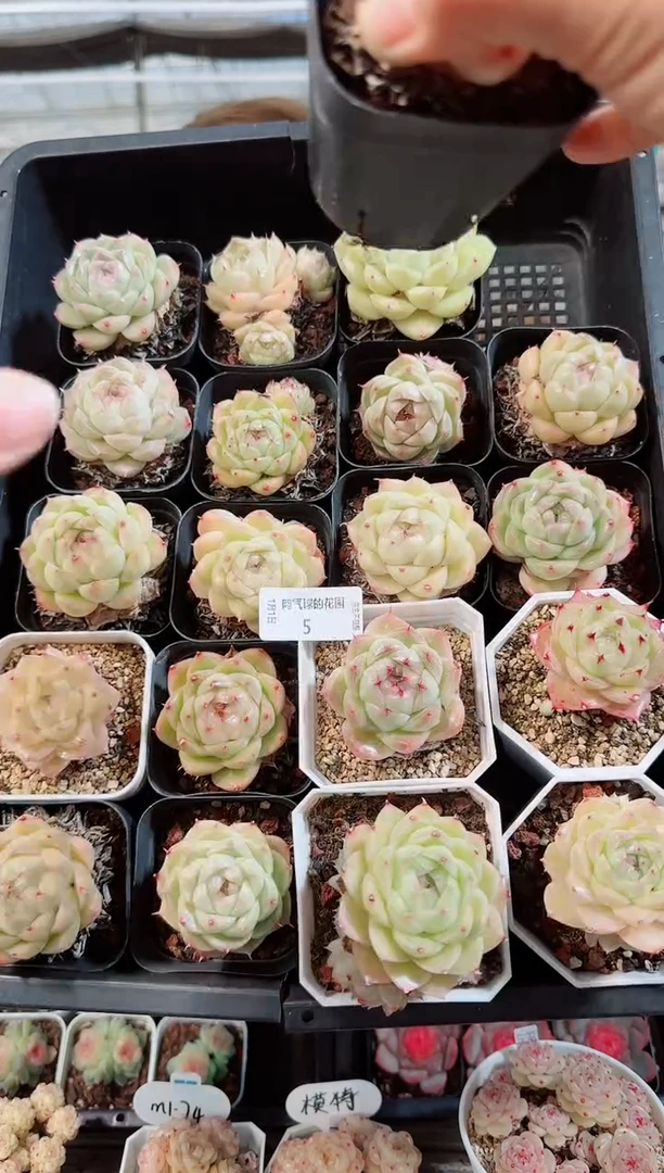 0101-05多肉量拍任意发一颗群生不包整