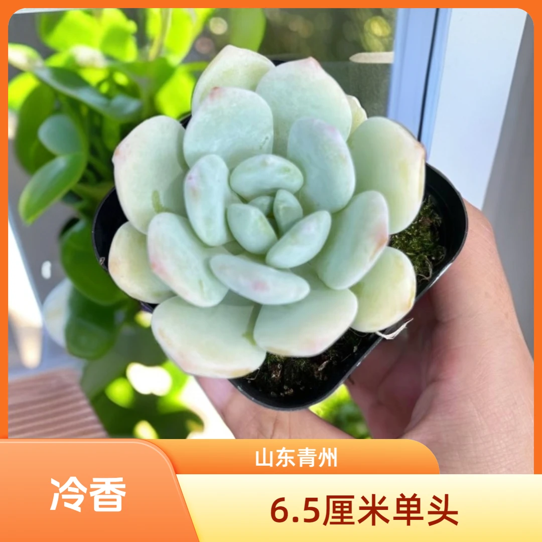 冷香6.5厘米盆老桩多肉
