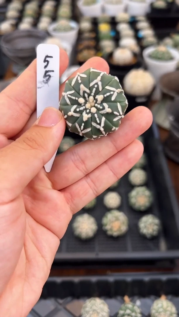 带生长纹实生根星兜仙人球编码55