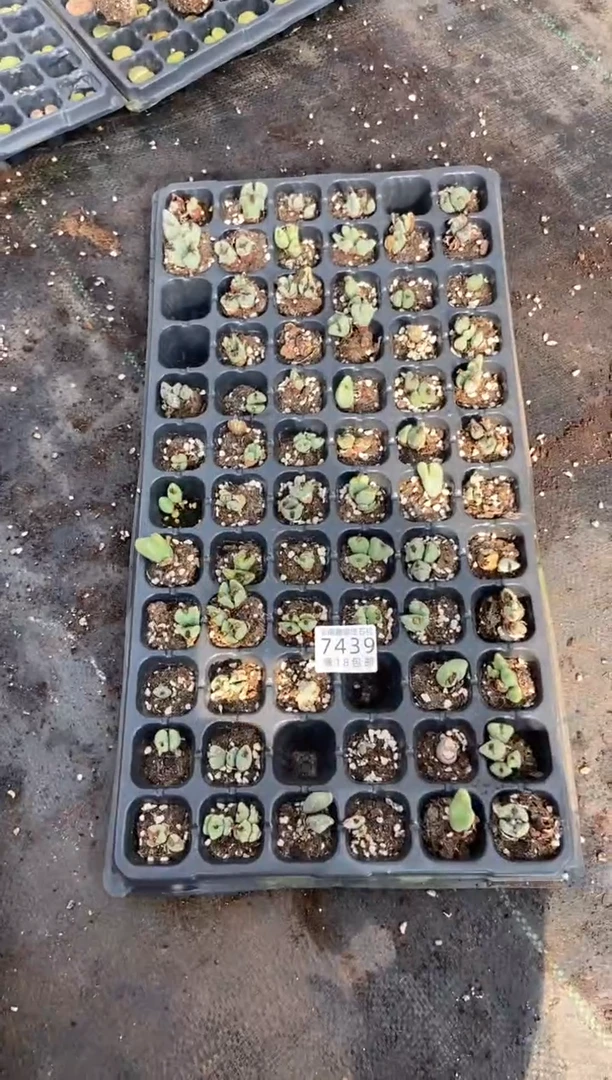 【闪购商品】7439特价穴盘少将有疤瑕疵发货一托