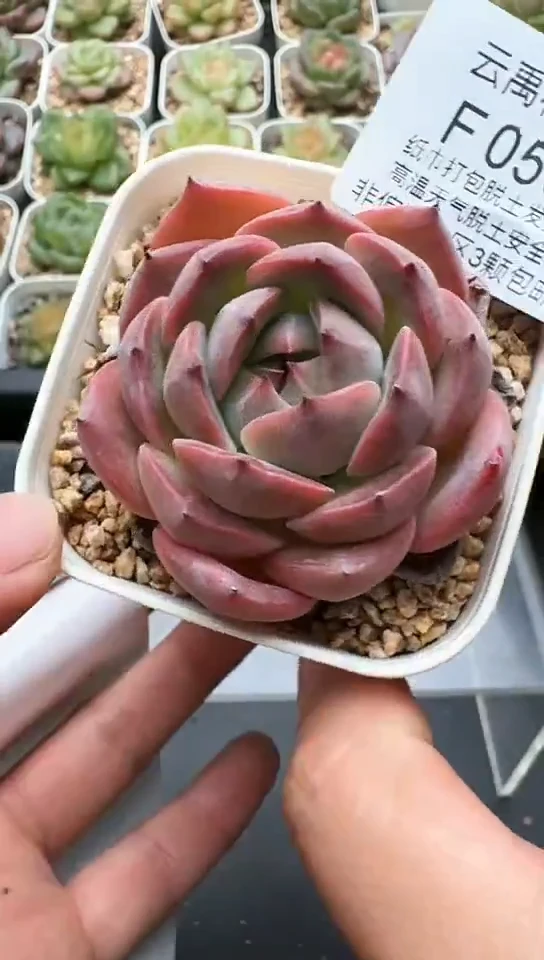 059F云禹多肉植物 默认脱土纸巾打包 3颗包邮