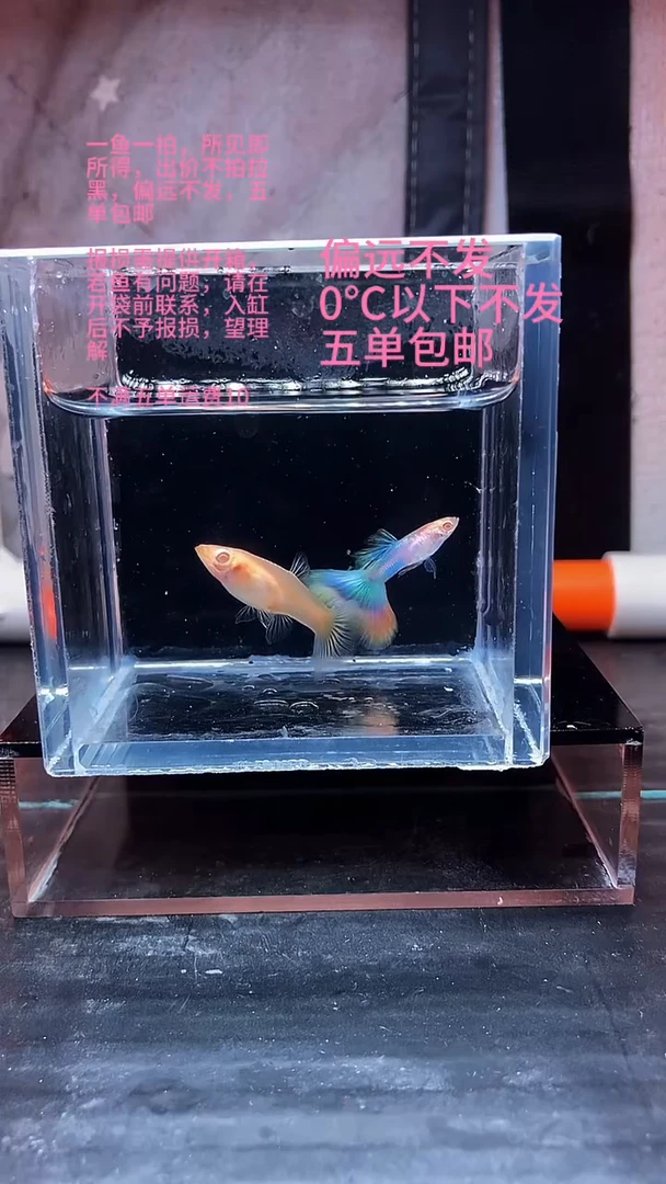 孔雀鱼孔雀鱼 14