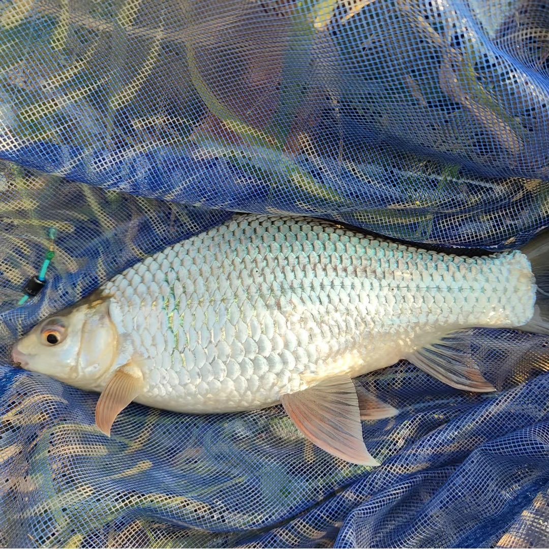 土鲮鱼饵料鱼活体水产批发包邮