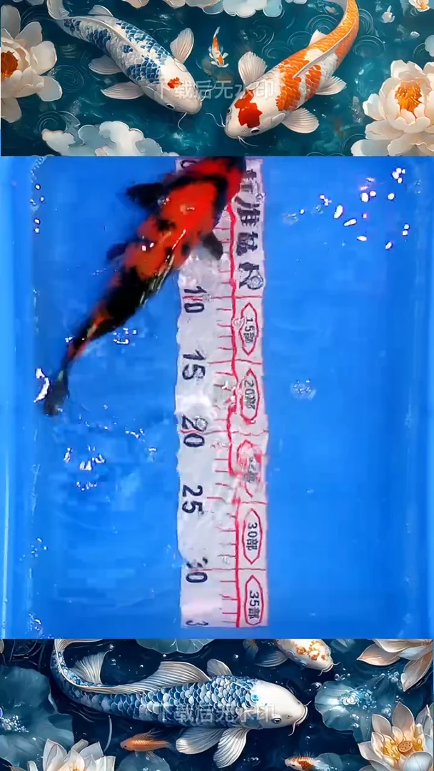 海水鱼锦鲤观赏鱼冷水淡水7