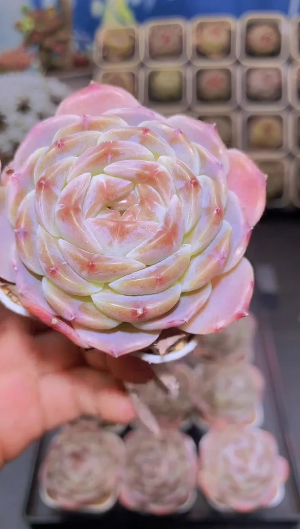 【闪购商品】384圆叶钻石珍妮量拍一颗