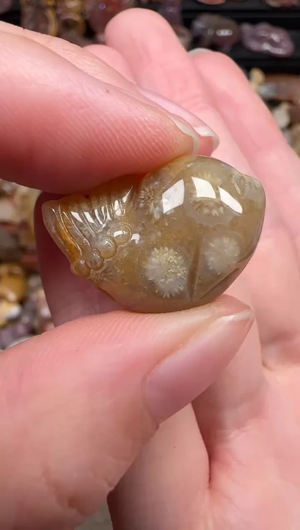 颈饰未镶嵌硅化珊瑚（珊瑚玉）736