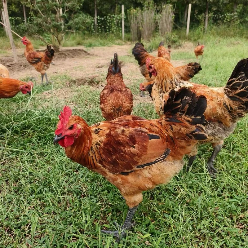 正宗纯粮食喂养一年左右跑地土鸡大公鸡均重8斤东方