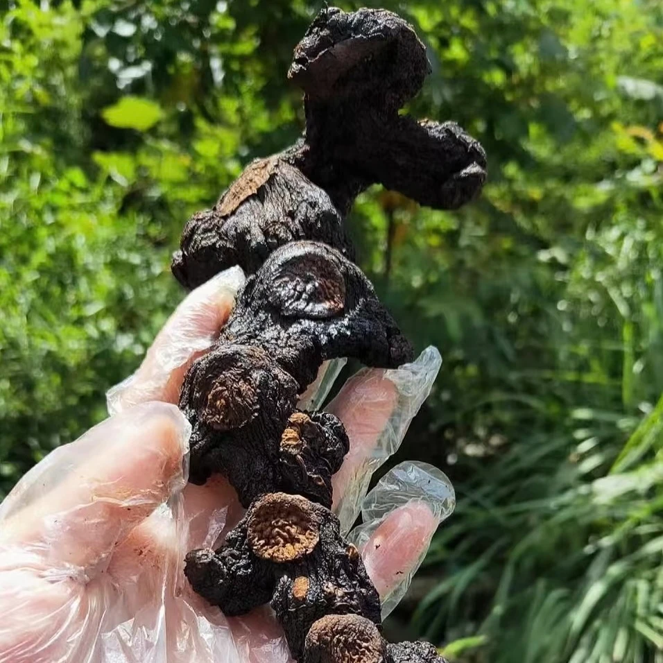 【3小楠现收 高年份癀静】  日常煮水 克起 搭配 金银花