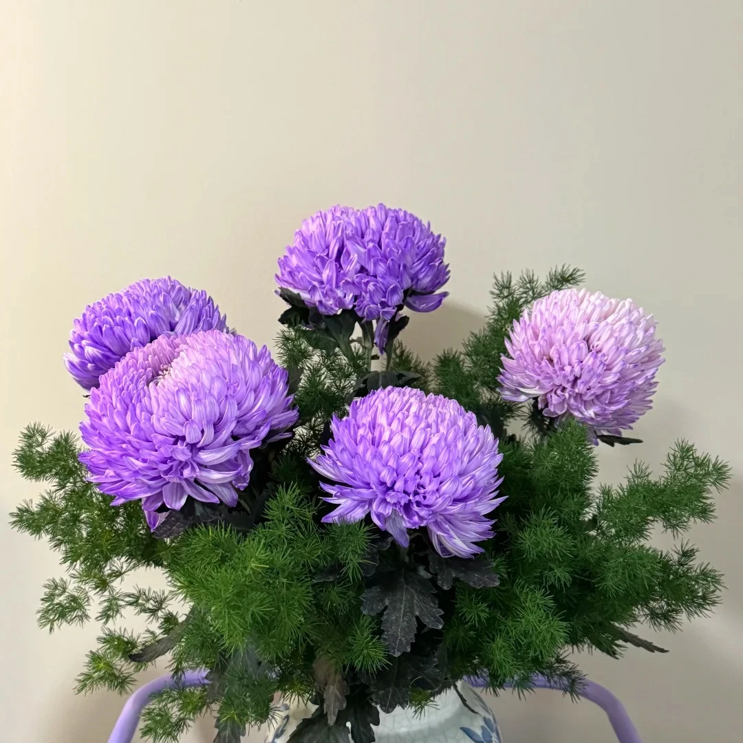 紫色牡丹菊，1单包邮，2单升级顺丰冷链，距离远的发德邦