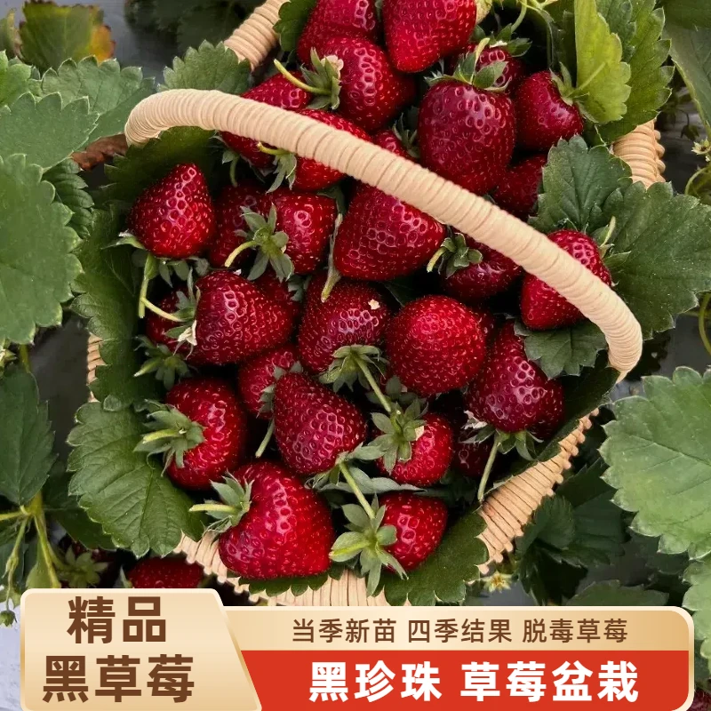 (新苗)黑珍珠草莓苗盆栽地载阳台种植奶油草莓秧苗子当年结果苗