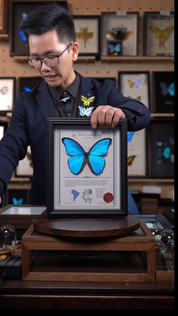 大蓝闪蝶10寸竖豪华款带证书