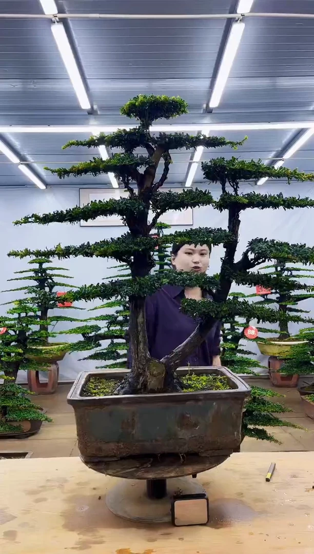 无花朵一物一拍，所见即所得